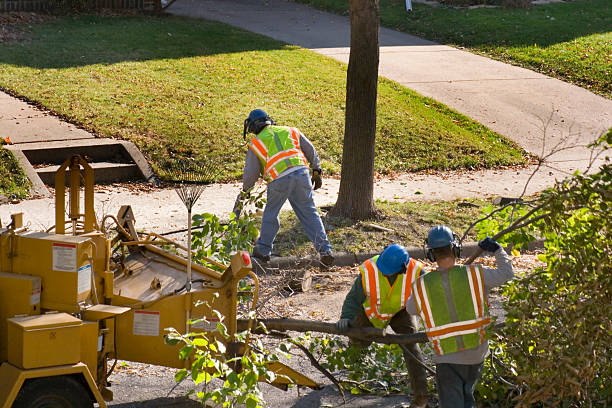 Reliable Winona, MN Tree Removal Solutions